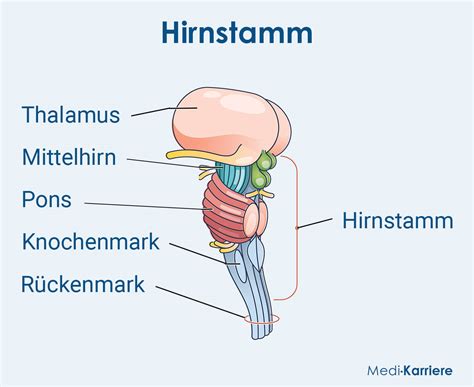 was ist pons|Pons: Anatomie, Lage und Funktion